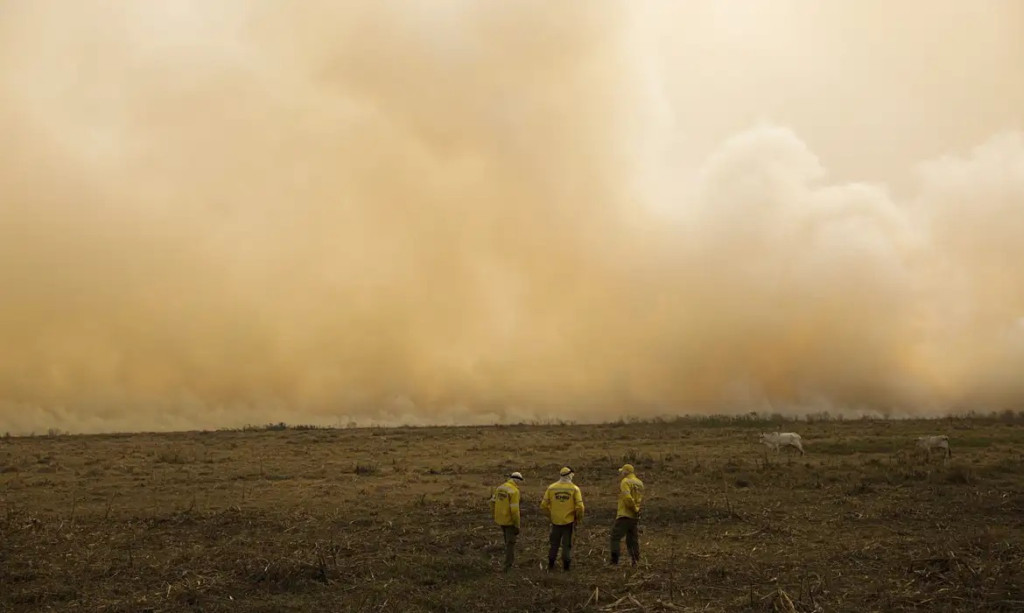 Destruição da diversidade e saúde: queimadas devastam a vida no Pantanal e fora dele