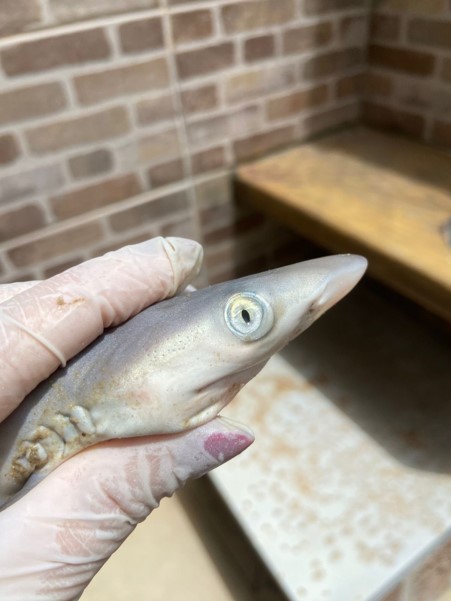 Coleta de amostra em tubarão